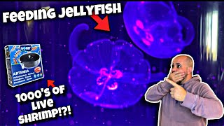 Feeding Jellyfish LIVE FOOD For first time! (Moon Jellyfish Care)
