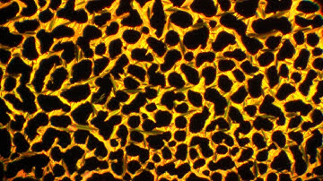 Phase transition from SmA to isotropic state.