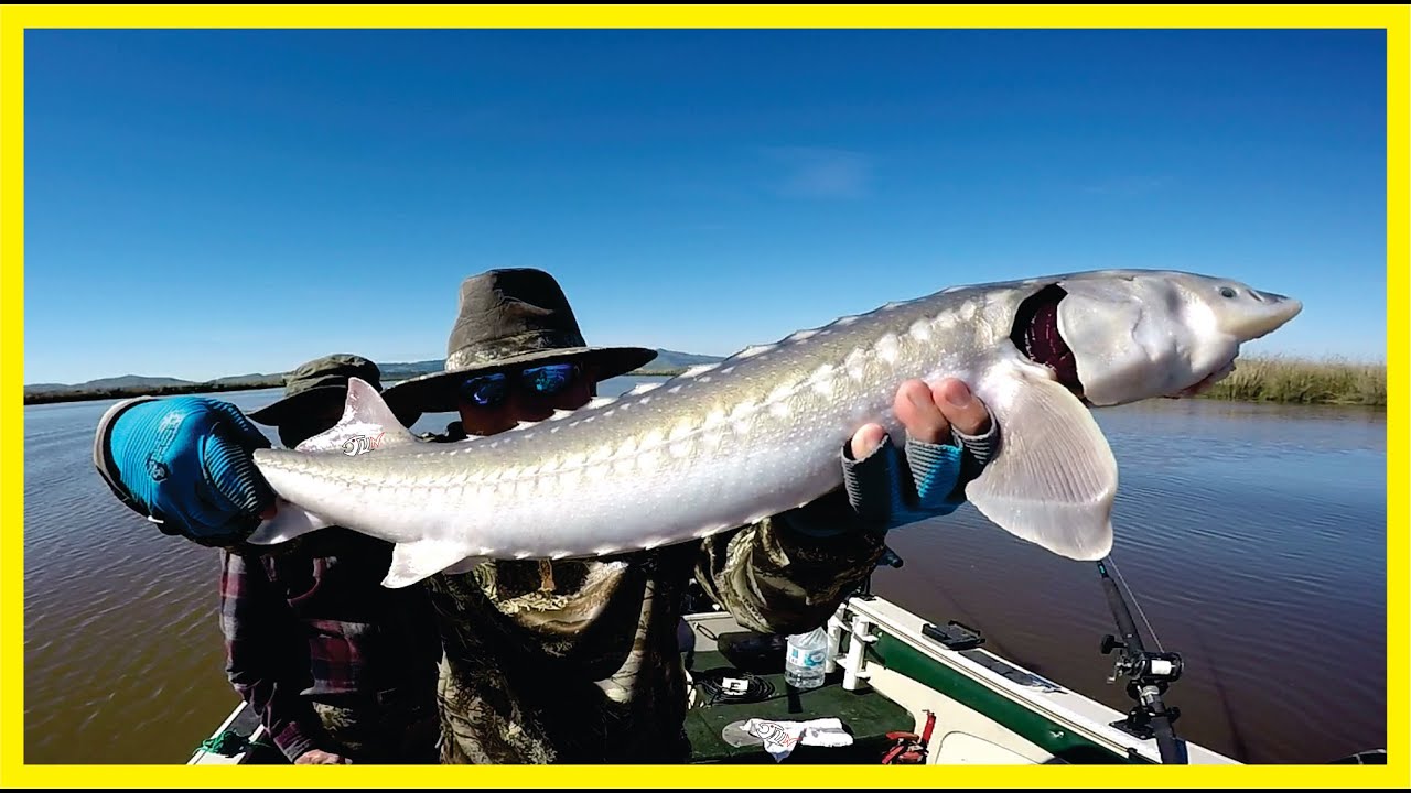 STURGEON FISHING in the California Delta