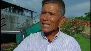 Palm Oil: Sustainable Crops in Peru