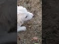 #music #shortvideo #travel #viralvideo #nature #dogs #hiking #mountains
