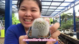 13 อันดับแคคตัสสกุล Mammillaria (แมมมิลลาเรีย) ที่ทุกบ้านต้องมีกันค่ะ !!! | PB CACTUS Channel