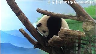 圓寶看到彪爸比幫圓圓上課發點心,圓寶也想要一直盧,彪爸說沒有就是沒有|熊貓貓熊The Giant Panda Yuan Yuan and Yuan Bao|台北市立動物園
