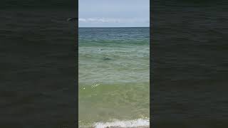 Wow! Another video of the sharks at Orange Beach this weekend 🦈 #shark #orangebeach #news #fox10news