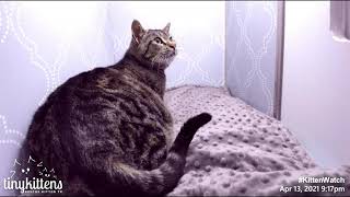 Pregnant feral cat intake - Kiwi! Pregnant feral cat intake - Kiwi!