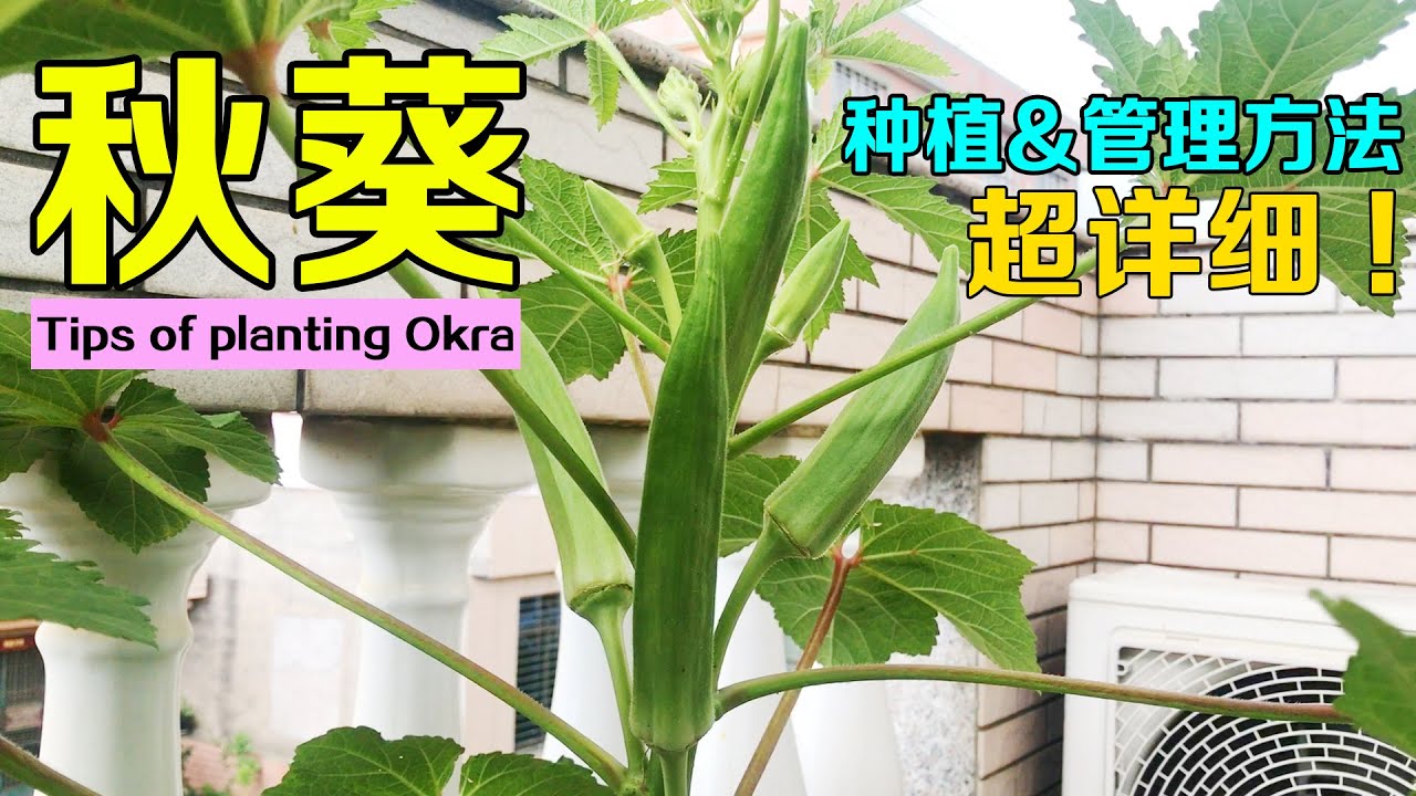 如何种植秋葵才能高产 种植秋葵的几个小技巧 秋葵源源不断 一茬比一茬多 Tips Of Planting Okra Youtube