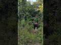 Kadu Kona Near Mani Forest Viralvideo Viralshorts Viral Wildanimals Forestanimal Reels Kadu Kona Near Mani Forest Viralvideo Viralshorts Viral Wildanimals Forestanimal Reels