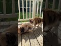 lovely dog and cat