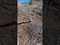 Купила дом в деревне/ работа в саду/ Обрезка и Побелка #огородныедела #фэшнхауз #сама_себе_мастер #я
