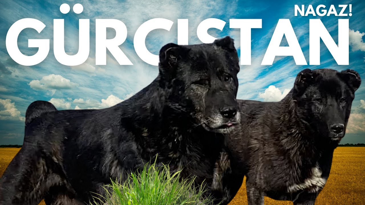 Çobanlar ve Köpekleri