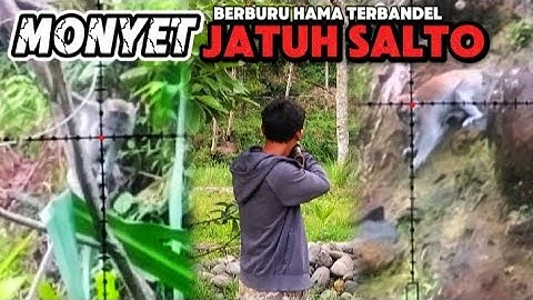 KILL MONKEY ☠️ SHOOT DOWN MONKEYS FROM A DISTANCE‼️MONKEY HUNTING‼️HUNTING WILD Apes