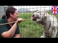 Tiger attacks: Tiger mauls zookeeper to death at Britain’s Hamerton Park Zoo - TomoNews