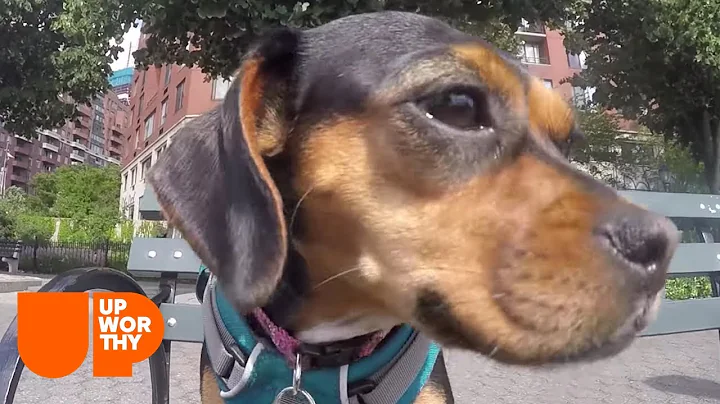 The Journey Of How Foster Dogs Gets Adopted | A Rescue Dog's Journey (Part 1)