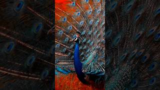 Peacock Best Colour Grading Sample Koloro App 2023 | #colourgradingtutorial #photoediting #lightroom screenshot 2