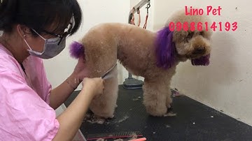 Khóa học nghề Grooming - Dạy nghề cắt tỉa lông chó chuyên nghiệp UY TÍN