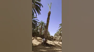 احنا ولاد ناس مش لعبه 