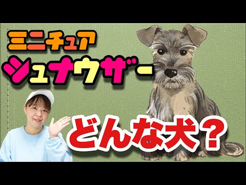 ミニチュアシュナウザーってどんな犬？　ドッグトレーナが解説します！【犬種解説シリーズ】