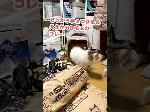 いや…いい意味でやで…？【おしゃべりする猫】 #Shorts