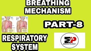 RESPIRATORY SYSTEM PART-8 BREATHING MECHANISM