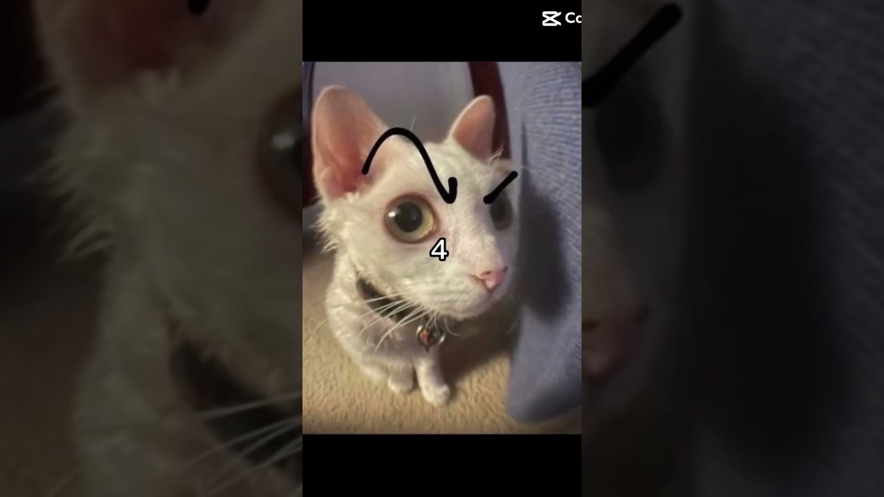 Ok Chat Be Honest