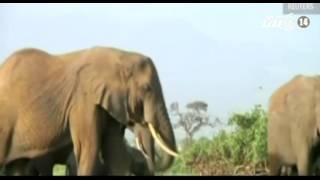 VTC14_Zimbabwe: 14 con voi bị giết bằng độc Xyanua - YouTube