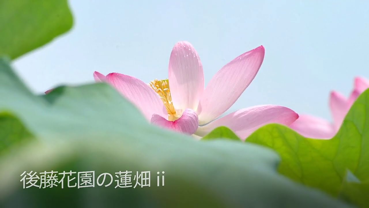 寒川町に行った気になる動画 ミニ ー後藤花園の蓮畑 ー 7 31撮影 Youtube