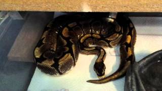 Ball python collection and surprise clutches.