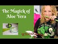 The magick of aloe vera