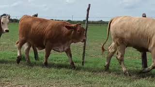 J&J Cattle Co-Beefmaster-Charolais Cross Heifers Charolaise Versus Beefmaster