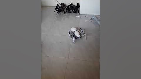 Hexapod spider ArduinoChan