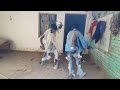 Yeh Duniya Pagal Khana Hai ll Ganga Tere Desh Me l Dharmendra & jayaprada #viral #Video #new
