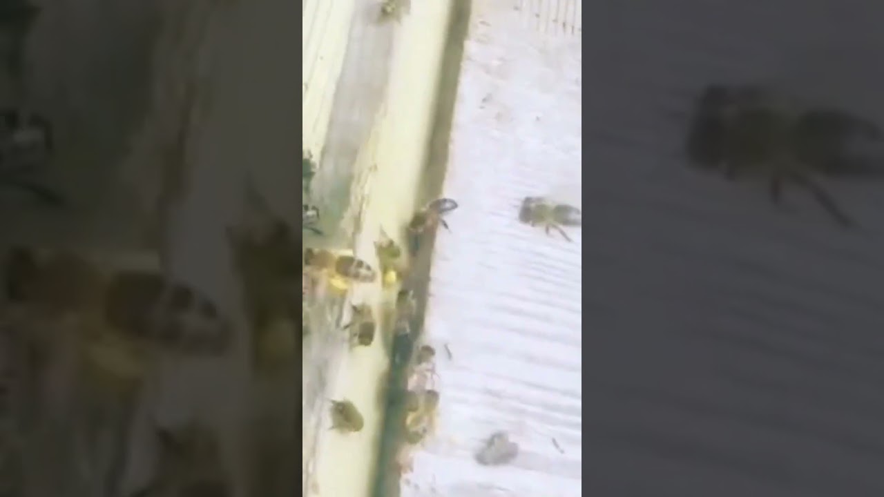 Как ПЧЕЛЫ носят ПЫЛЬЦУ. Самые трудолюбивые насекомые 