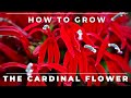 Complete guide to the cardinal flower lobelia cardinalis