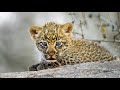 Newborn Leopard cubs play with mom&#39;s tail whilst getting a bath - Kruger National Park