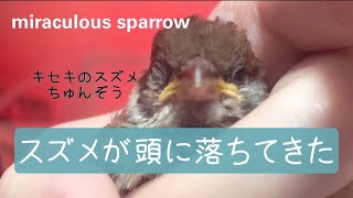 突然頭に落ちてきたスズメ‼奇跡の雀ちゅんぞう~(※詳しくは概要欄記載)