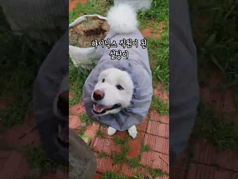 하이닉스 직원이 된 설탕이 thumbnail