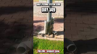 Day 149 | Stray Cats Feeding System🐾❤️ Keeping an Abandoned Park Station Alive #shorts #cat #kitten