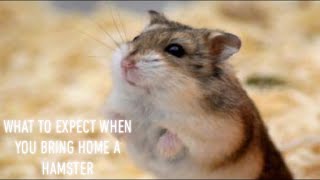 When you are bringing home your hamster, (What you should do and what to expect!)