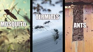 Top 5 Pest Problems for New Homeowners in South Chicago Suburbs | Complete Pest Control Tips