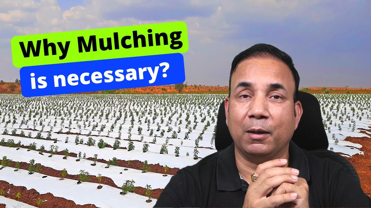 Why Mulch is Necessary? mulch YouTube