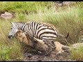 lioness hunts and kills a zebra  لبؤة يطارد ويقتل حمار وحشي