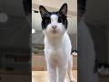 今日もおしゃべり猫 #猫 #cat #かわいい