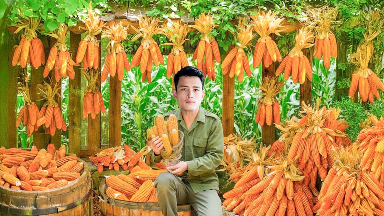 Young CEO Harvests Many Giant Corn Deep In The Forest — Self-Sufficient Life In The Wild
