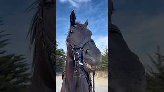 The Horse gives these warnings before kicking ⚠️