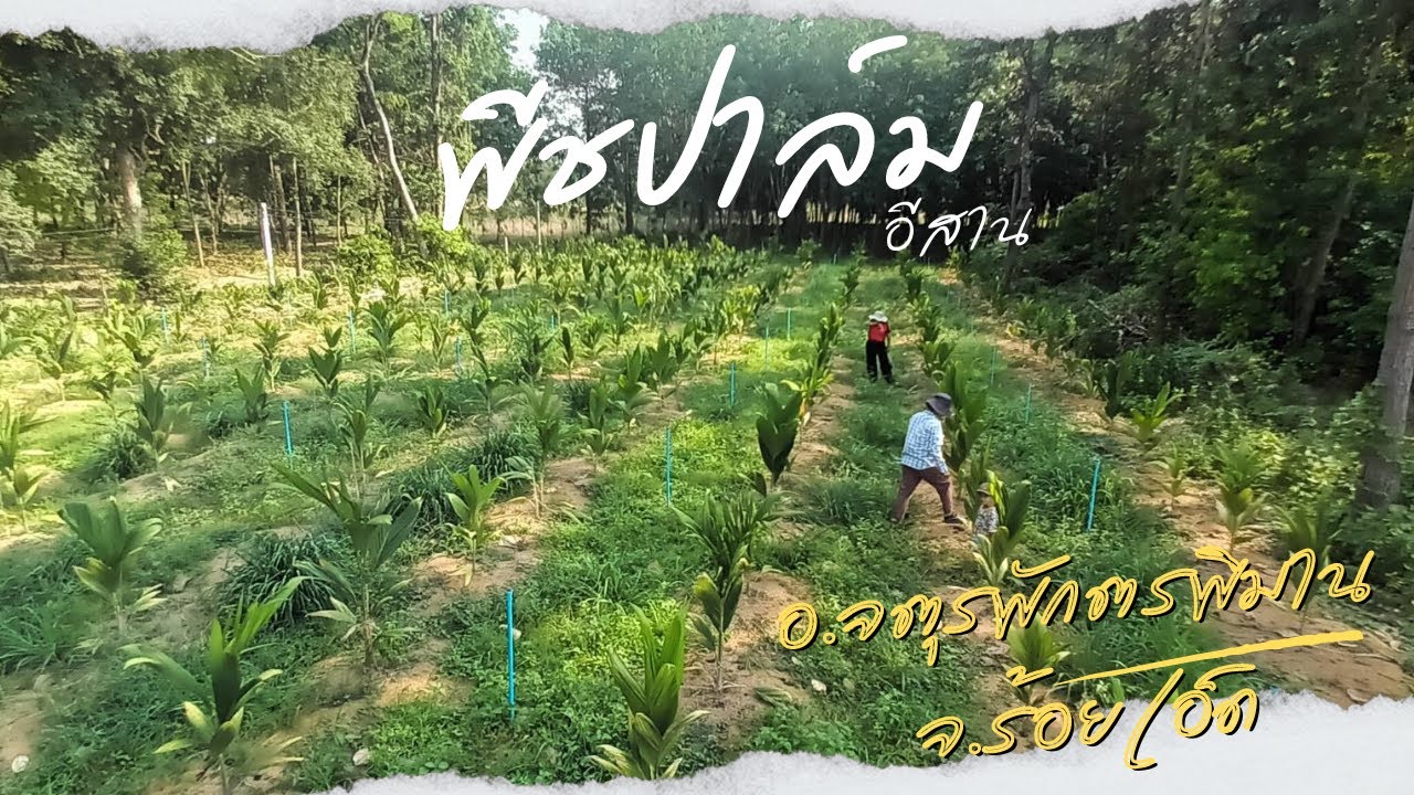 พีชปาล์มเอเซีย I เยี่ยมชม แปลงพีชปาล์ม ร้อยเอ็ด (อ.จตุรพักรพิมาน)