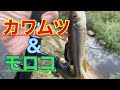 スプーンで、カワムツとモロコを釣る