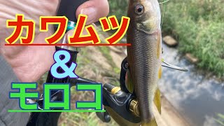 スプーンで、カワムツとモロコを釣る