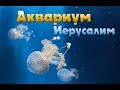 Новый Аквариум в Иерусалиме. Израиль.