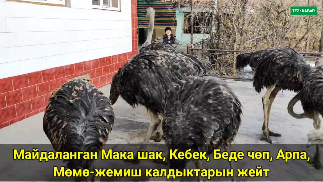 САТЫЛДЫ  /  ТӨӨ КУШТАР бир күндө САТЫЛДЫ  |  Африка ПОРОДАСЫ  |  9 баш, 9 айлык  |  Салмагы 100 кг