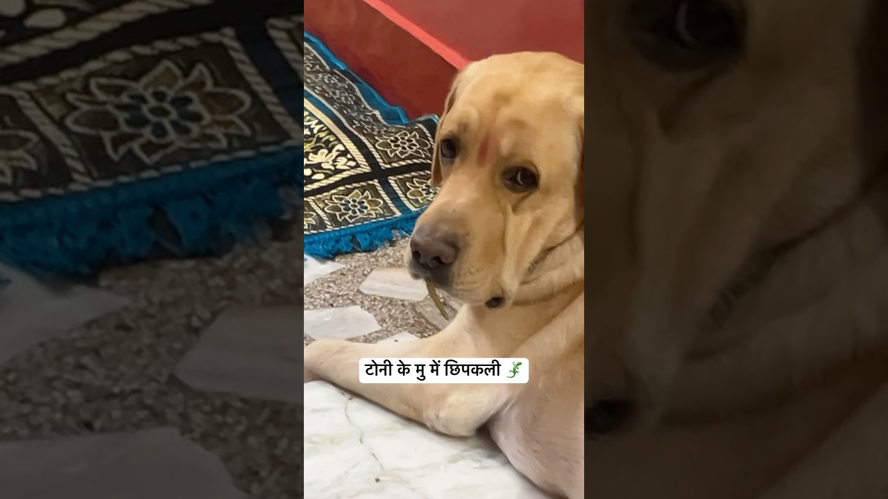 😧 brave tony 🐶 